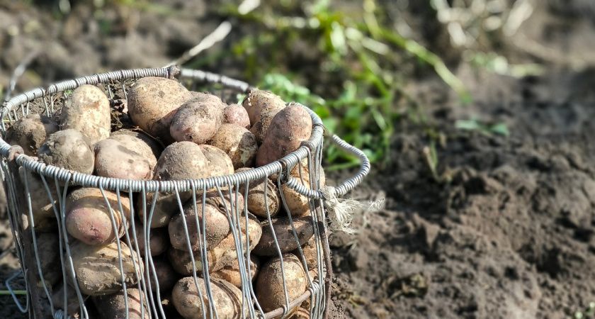 Делаем это за 2 дня до посадки картошки — обязательно: опрыскиваем клубни — на выходе урожай по 3 ведра с куста