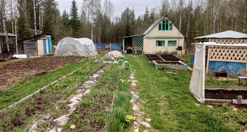 Сею морковь при помощи банки - и бед больше не знаю: старый дедовский способ