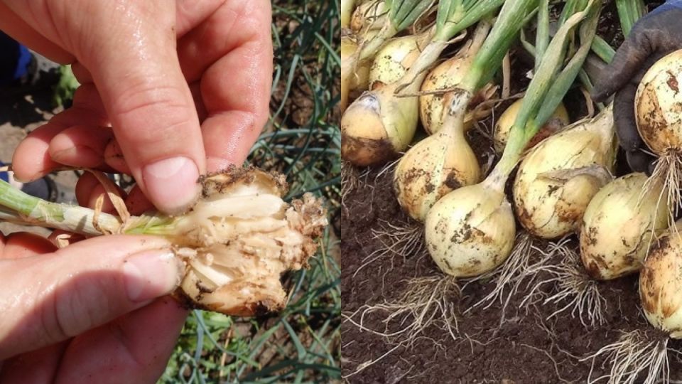 Защита лука от вредителей простыми народными средствами