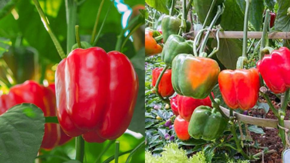 Как вырастить невероятный урожай перца: секреты деревенского агронома