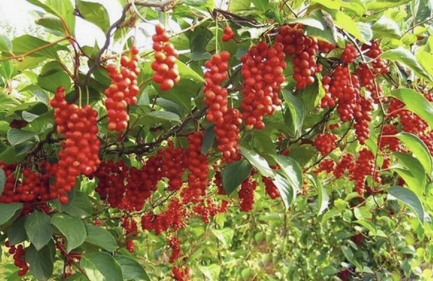 Лимонник китайский: как вырастить уникальную лиану в вашем саду