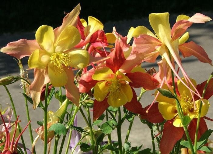 Аквилегия: орлиный коготь, который украсит ваш сад