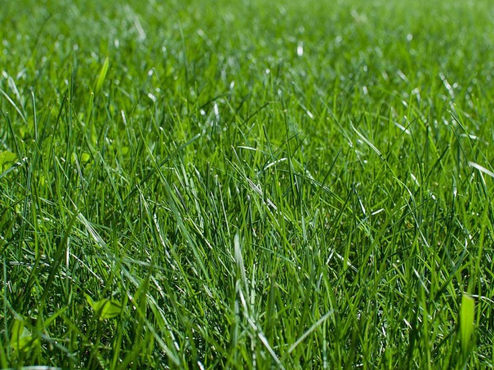 Оптимизация ухода за газоном