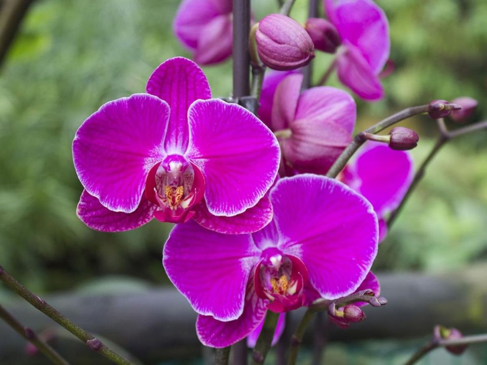 Как добиться обильного цветения орхидей: секреты от опытных садоводов