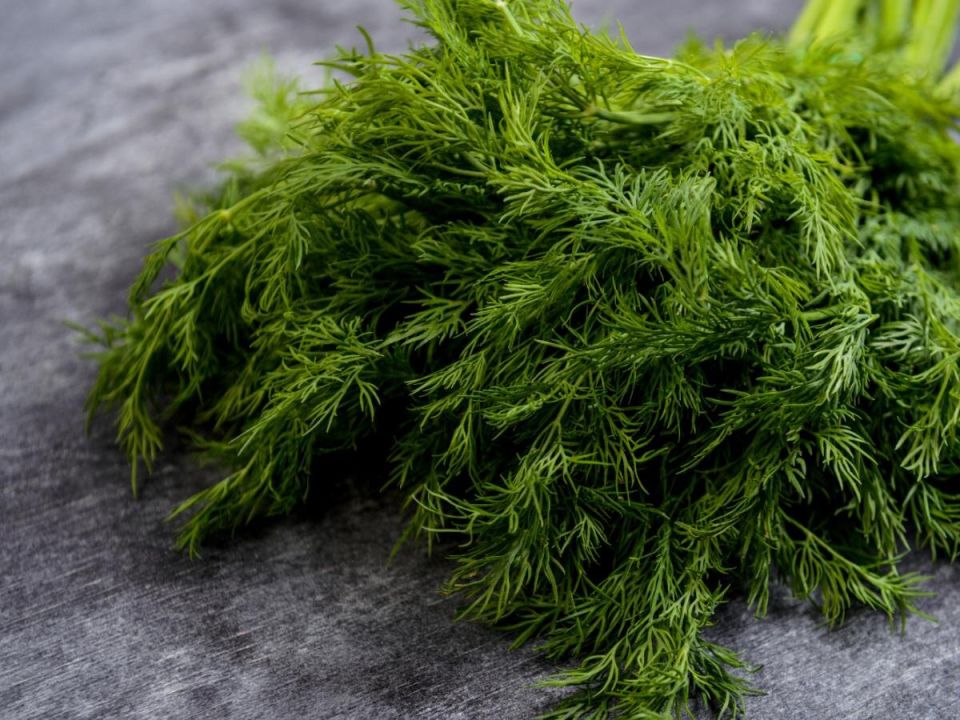 Выращивание зелени на подоконнике: легко и стильно