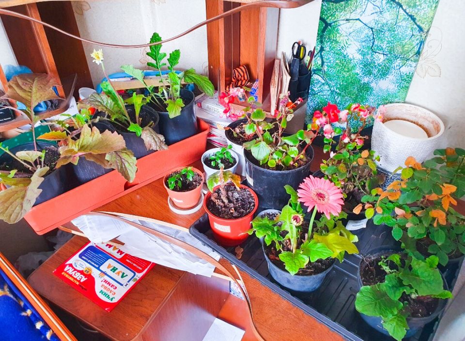 Как сохранить садовые цветы на зиму: советы и хитрости