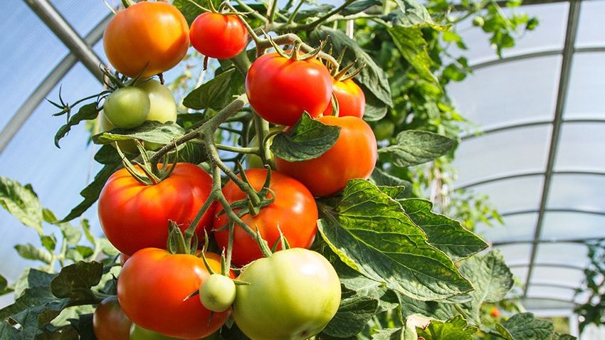 Как сохранить урожай томатов: простые и эффективные способы борьбы с фитофторой