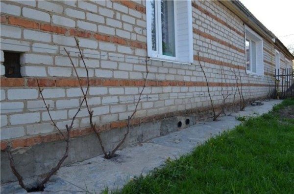 Виноград: новое лицо белорусского сада