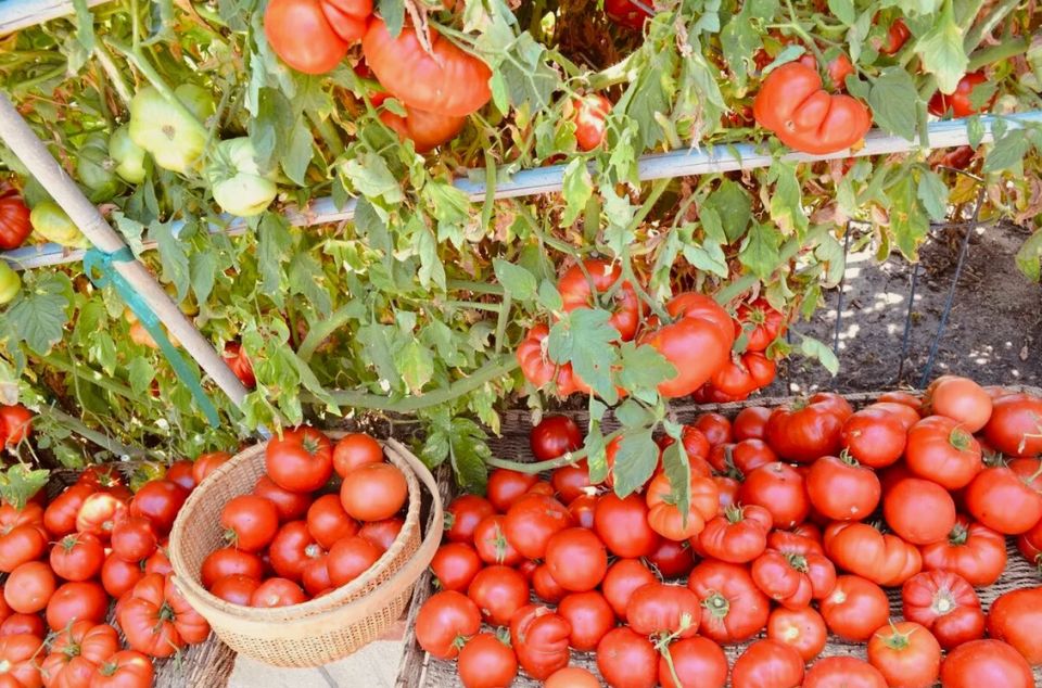 Как добиться обильного урожая помидоров: секреты опытного огородника