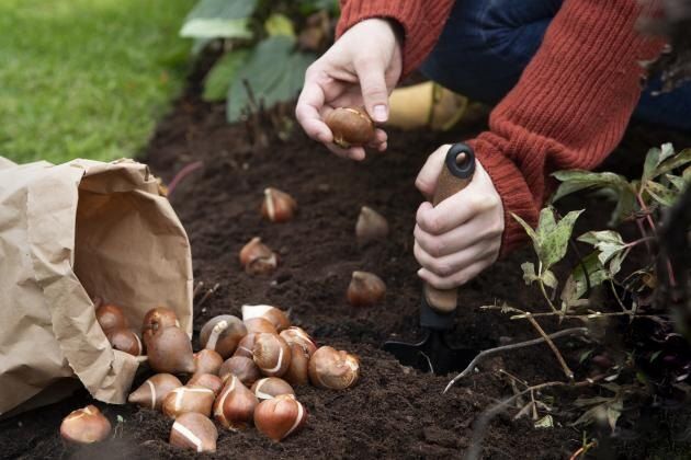 Как правильно подготовить почву для луковичных растений осенью