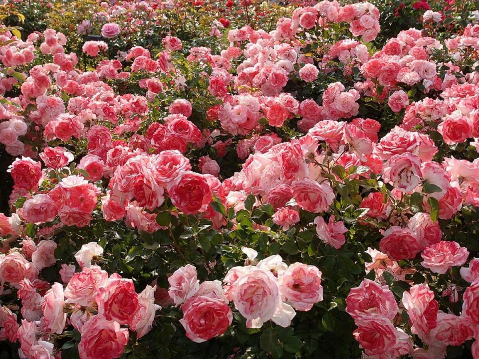 Идеальная весна для пересадки роз