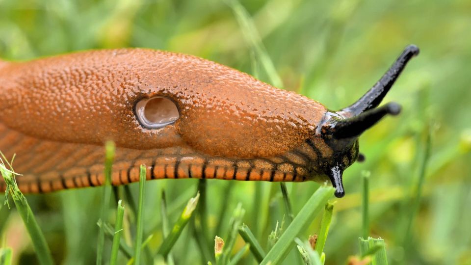 У хороших дачников слизни в компосте не заводятся: все благодаря этой хитрости