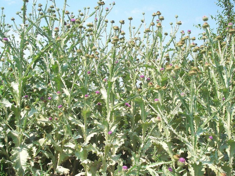 Ковыль ползучий: редкий друг сада в борьбе с сорняками