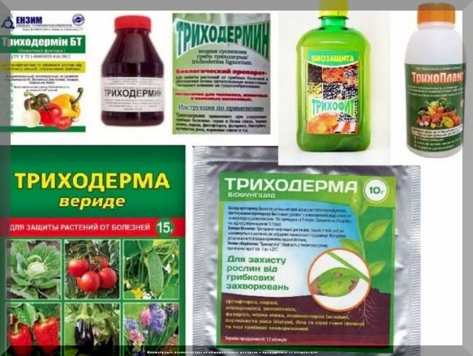 Триходерма: секреты успешного выращивания и уход за любимыми культурами