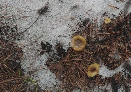 �������� �����������: ��� ������ ����������� �� ������� � ���� ��������