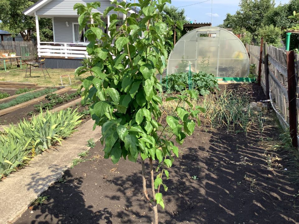 ���������� ��� ��� ��������: ��� ������� � 2025 ����?