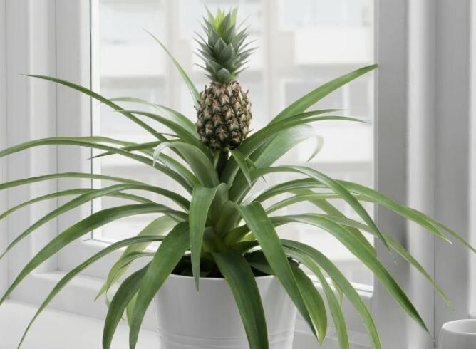 ������� ��������� ����� �� ��������: ��� ��������� ������� ���� � �������� ��������