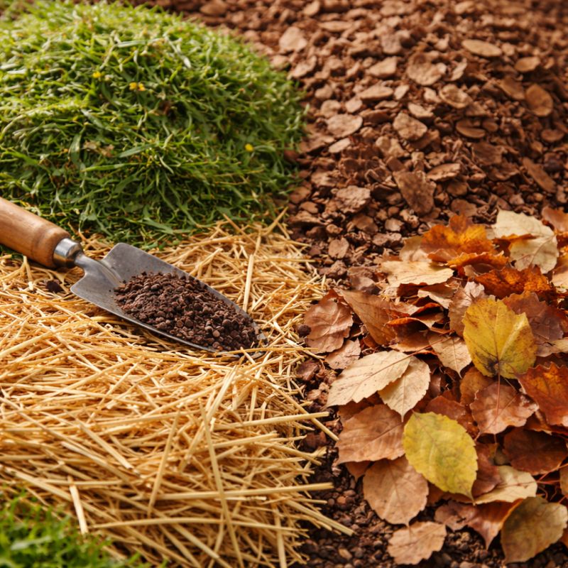 Мульча для вашего сада: как выбрать материал, который по-настоящему работает