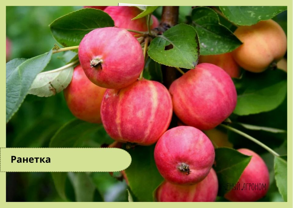 ����������� ������� �� �������: ������ �������� �������� � ������������ ������