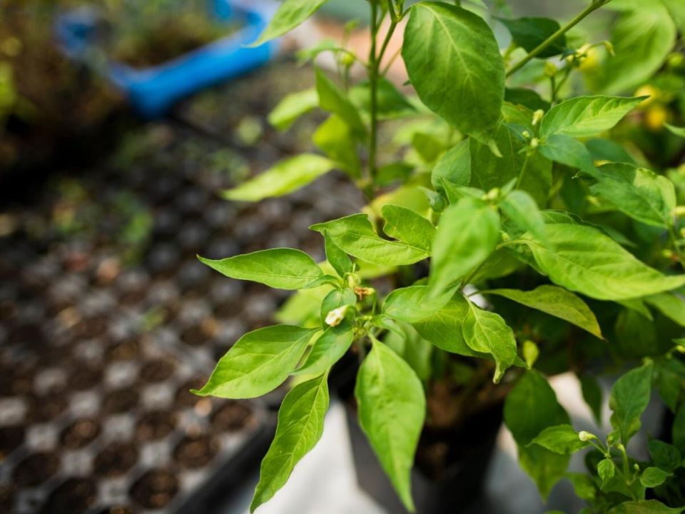 Обрезка перцев: творим новый облик ваших растений