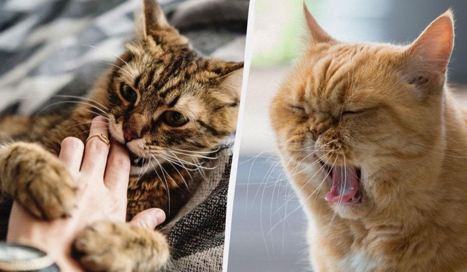 ������� �������� ������ ����� �����