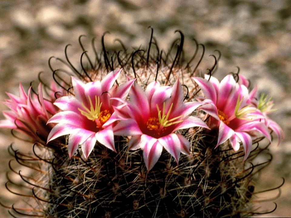 ���������� ������: �������� ������ ���� � ������� ��� ������ ����