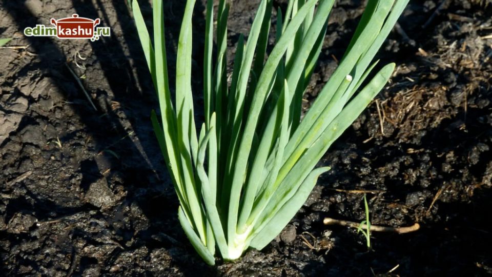 ��������� �������� ���� �� ����: ������ ������