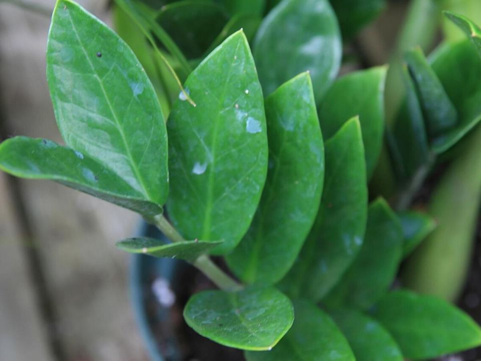 �������� ����������� �������������: ��� ������������ � ������� ������������