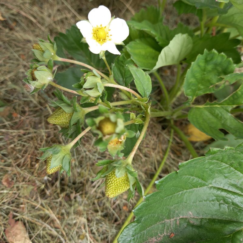 ������ �������� �� �������: ���� ���� � ������