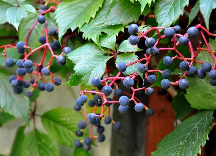 ������� ��������: ����� ������� � ����������