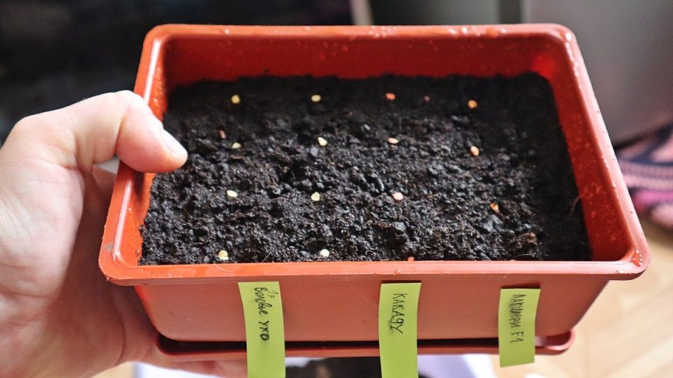 ����� � ��� ��������� ������ ������� �����: ������ ��� ��������� � ������ ��������