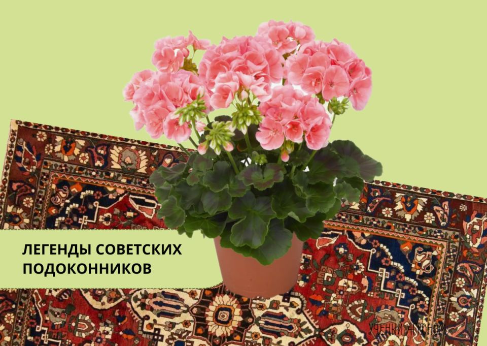 ������: ������� ����� �� �������, ������� ����� ��������