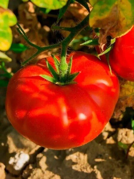 ������ ����� '�������� ����' ���� ��������� �����������: ������� ��� ��������� ������������