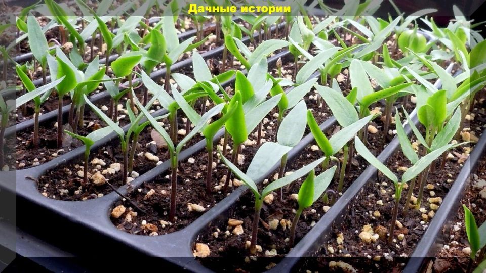 ��� �������������� ����������� ��������� ����� ��� ������� � 2026 ����