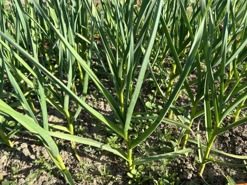 Как вернуть здоровье чесноку: секреты удобрения, которые вы должны знать