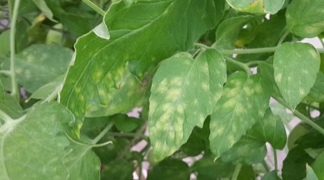 Поражение томатов кладоспориозом: как распознать и эффективно справиться с проблемой?