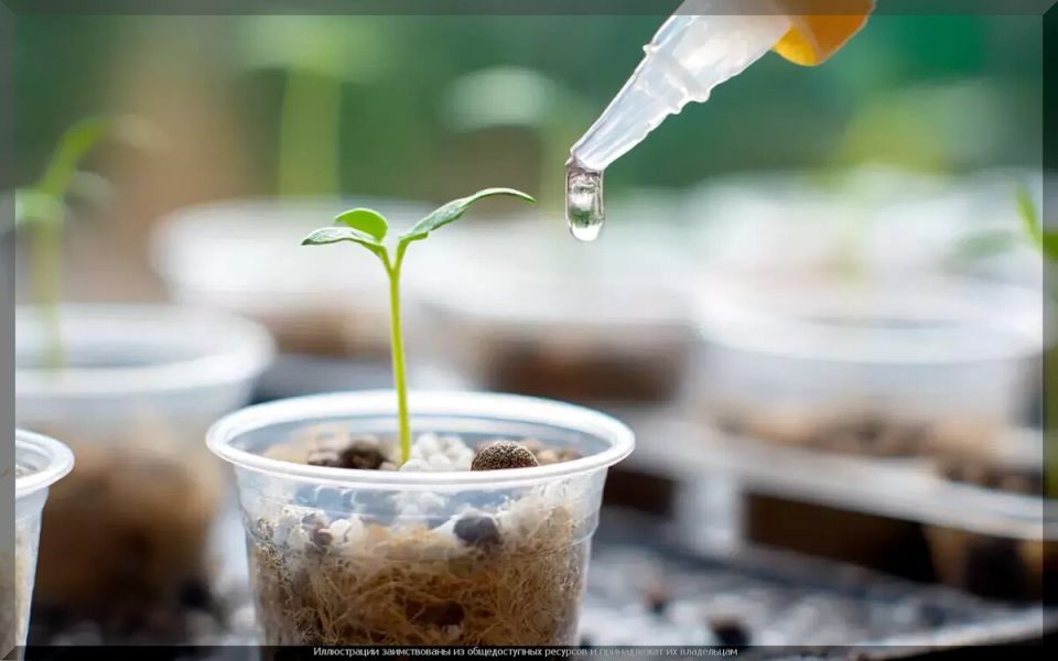 Биопрепараты: мастер-класс для огородников