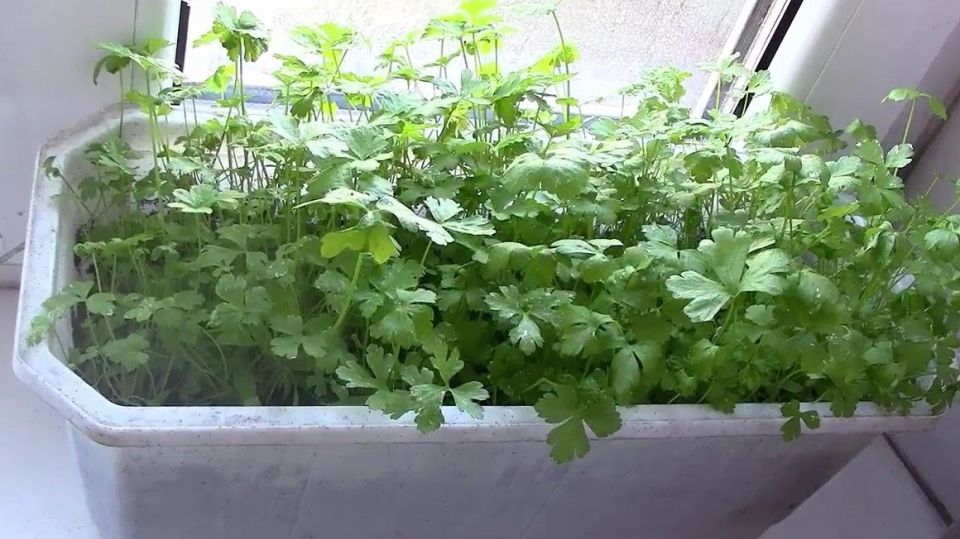 Идеальный способ вырастить петрушку: секреты дружных всходов из первых уст агронома