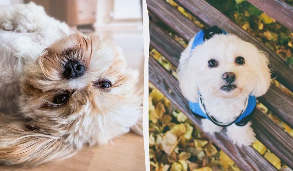 Почему маленькие собаки живут дольше: ветеринар раскрывает секреты