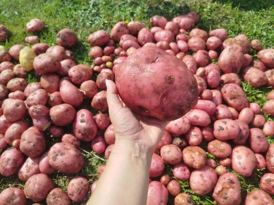 Картофельный сезон: как селяне собирают урожай