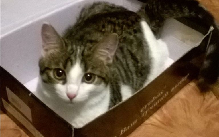 � ������ ������ ����� ������� ��� ���������� �������� ��������