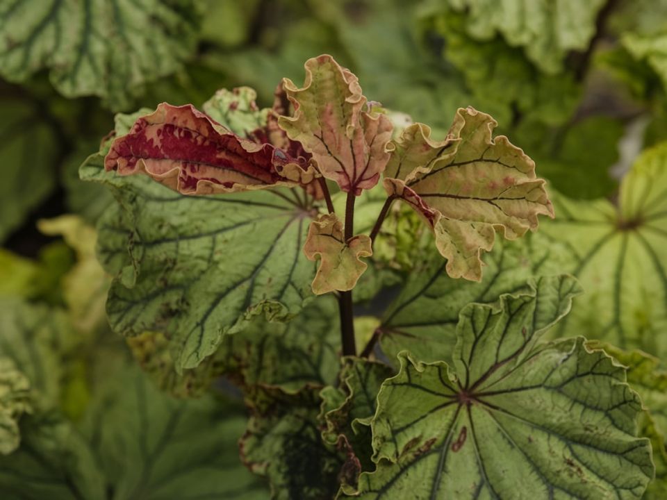 Как спасти смородину и вишню от тли: гениальные советы опытного садовода