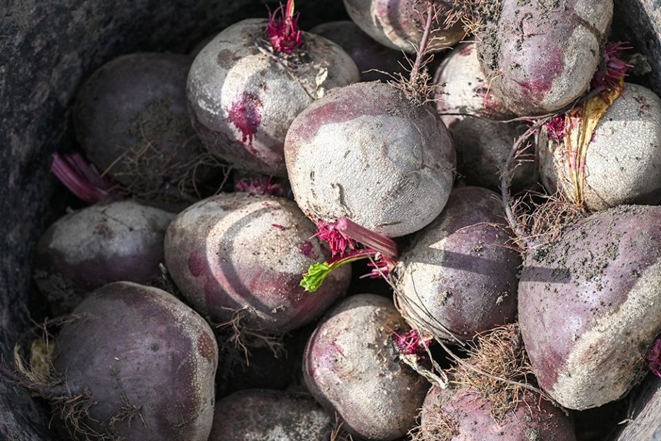 ��� ������� � ��������� ������: ������ �� �����������