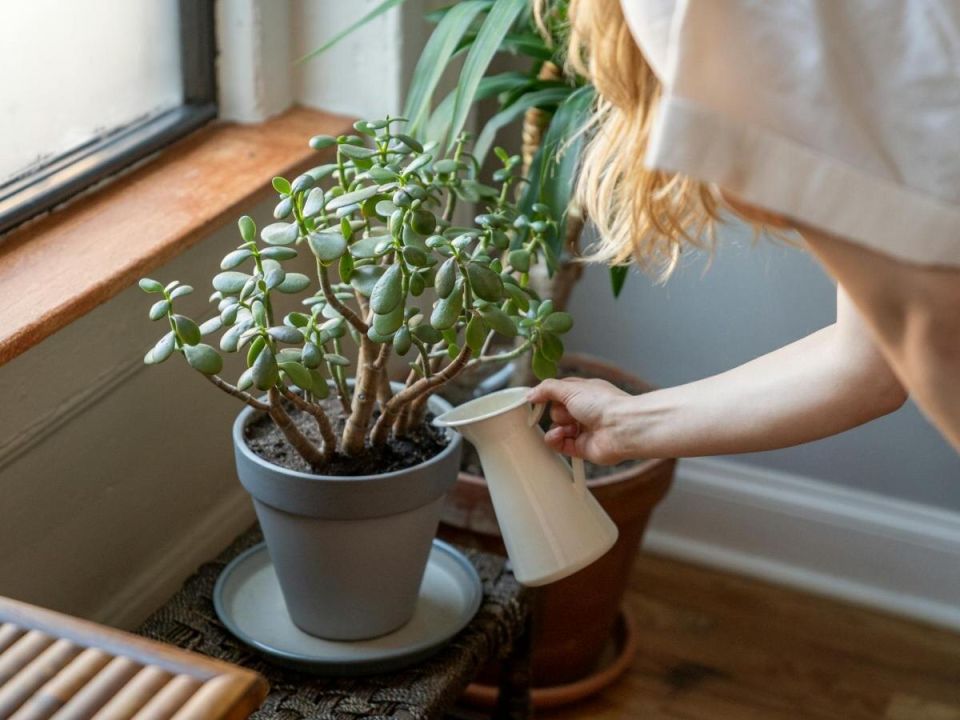 Толстянка растёт, а деньги — нет: спокойный взгляд на уход и баланс растения