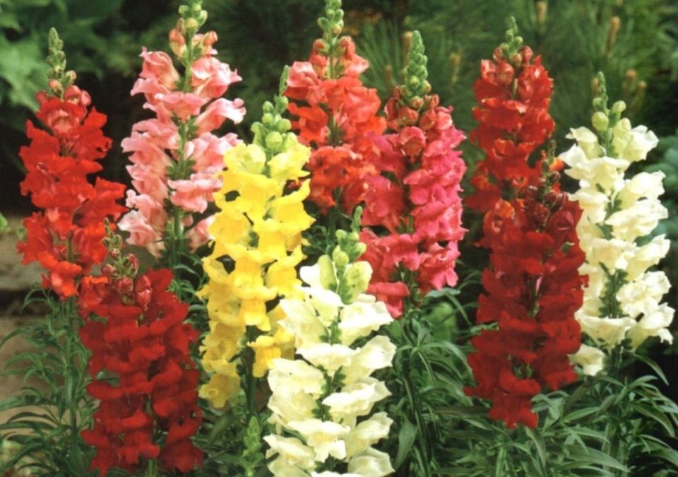 ������� ���: ��� ���� ������ �� ������� ����� �������� ��� � �������� ��������� � ���� �� ����������