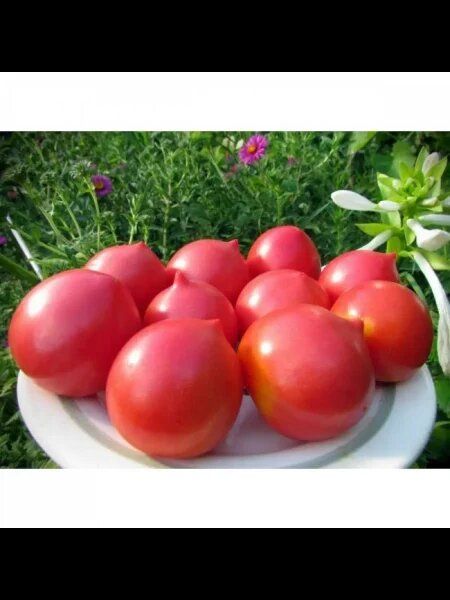 Скороход: ранний урожай и неприхотливость томата для вашего огорода