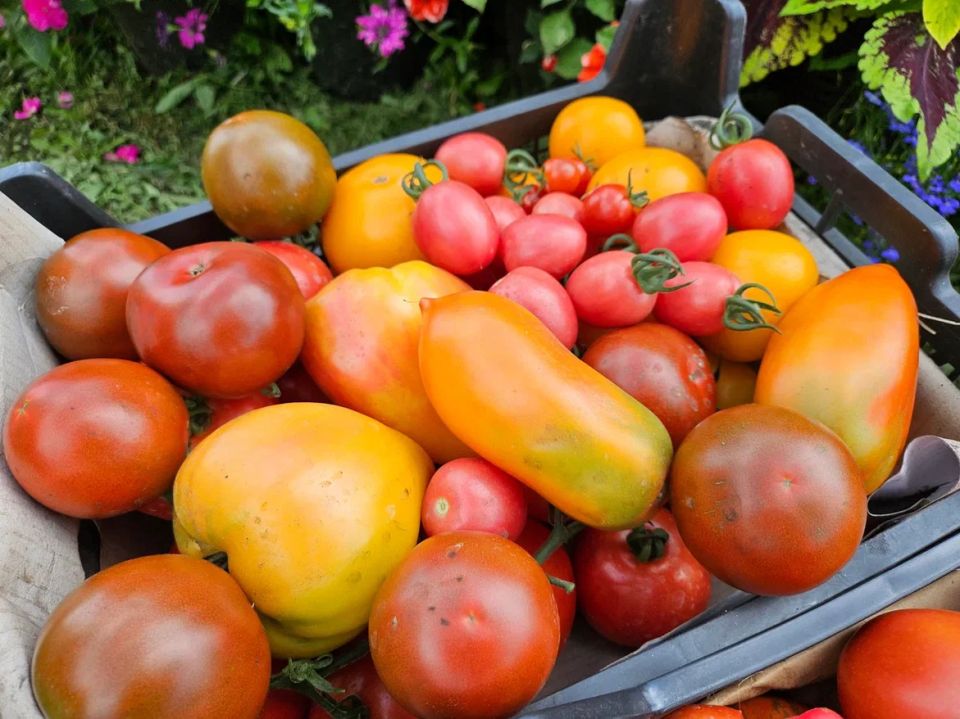 Как технично подвести томаты к максимальному урожаю без лишних хлопот