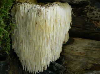 Спокойный взгляд на ежовик гребенчатый: редкость и польза для здоровья