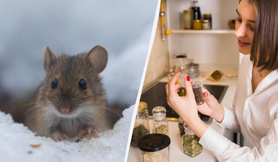 Как отпугнуть крыс и мышей без ядов и ловушек: простой садовый метод зимой