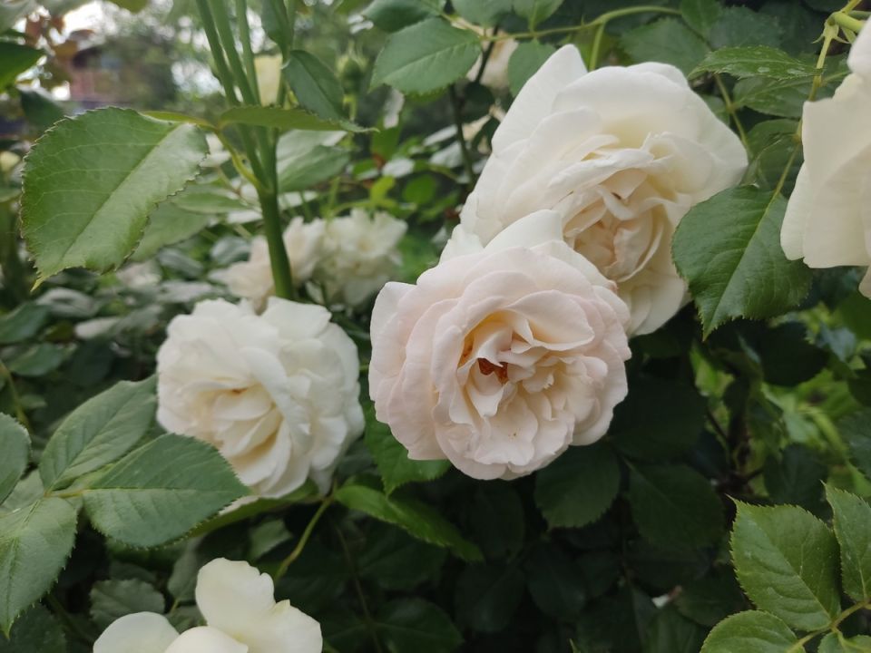 Почти так же, как цветут розы после укрытия и зимних испытаний